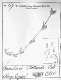 Ramularia stellariae image